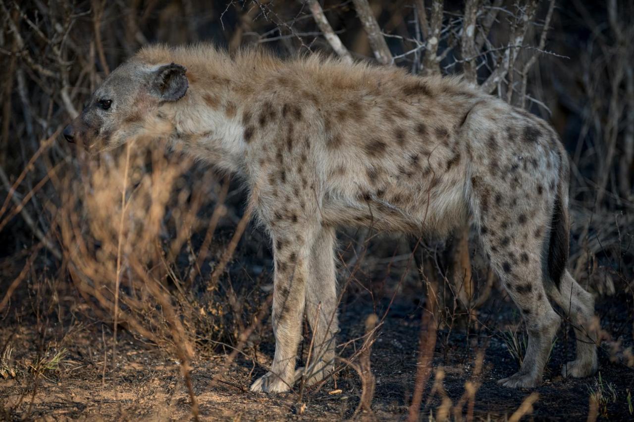 Nkuhlu Tented Camp Skukuza Kültér fotó