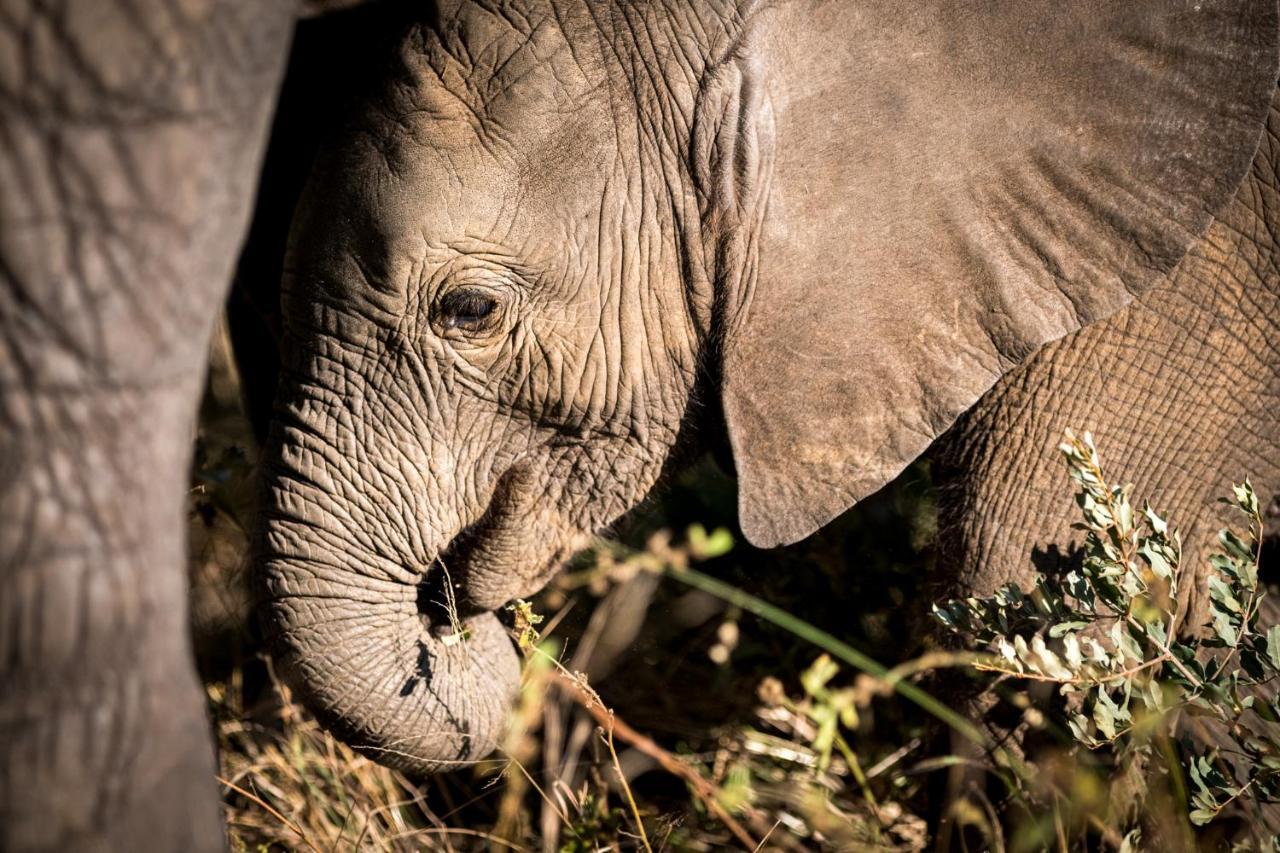 Nkuhlu Tented Camp Skukuza Kültér fotó