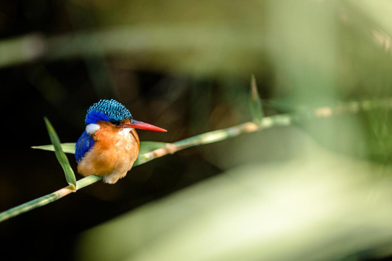 Nkuhlu Tented Camp Skukuza Kültér fotó