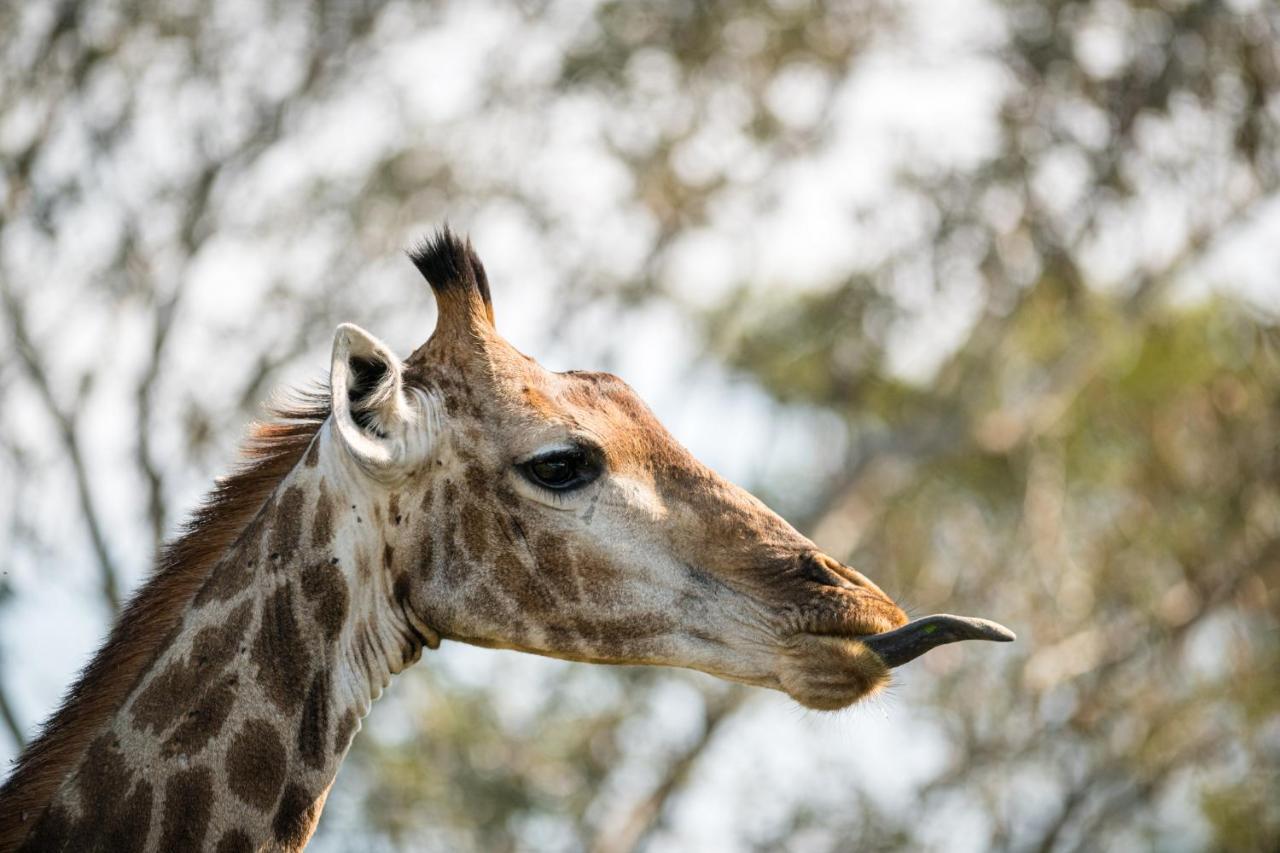 Nkuhlu Tented Camp Skukuza Kültér fotó