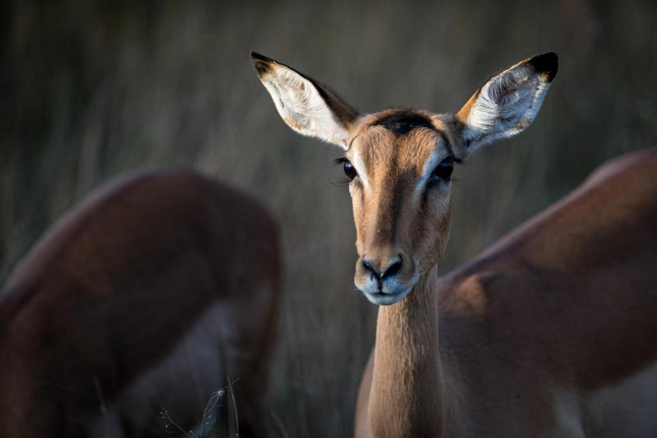 Nkuhlu Tented Camp Skukuza Kültér fotó