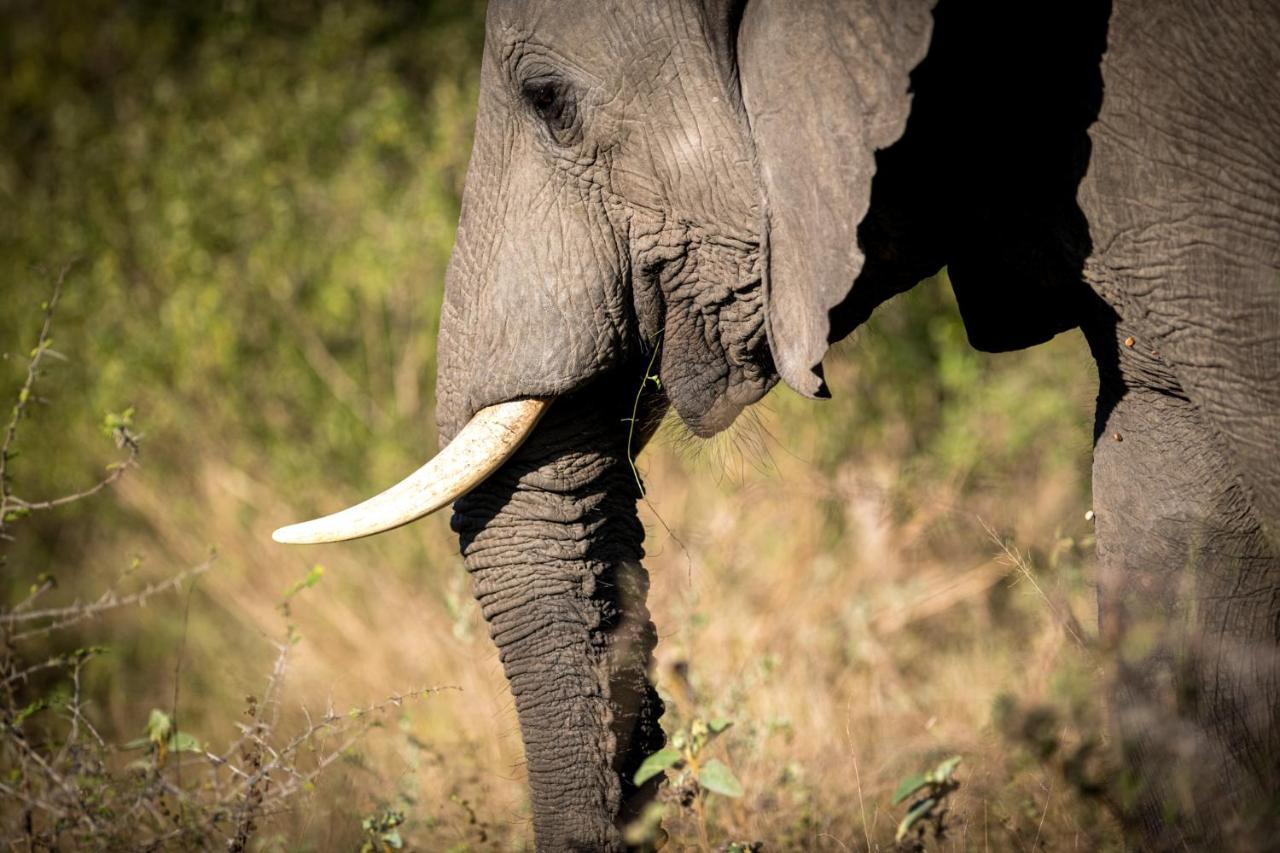 Nkuhlu Tented Camp Skukuza Kültér fotó