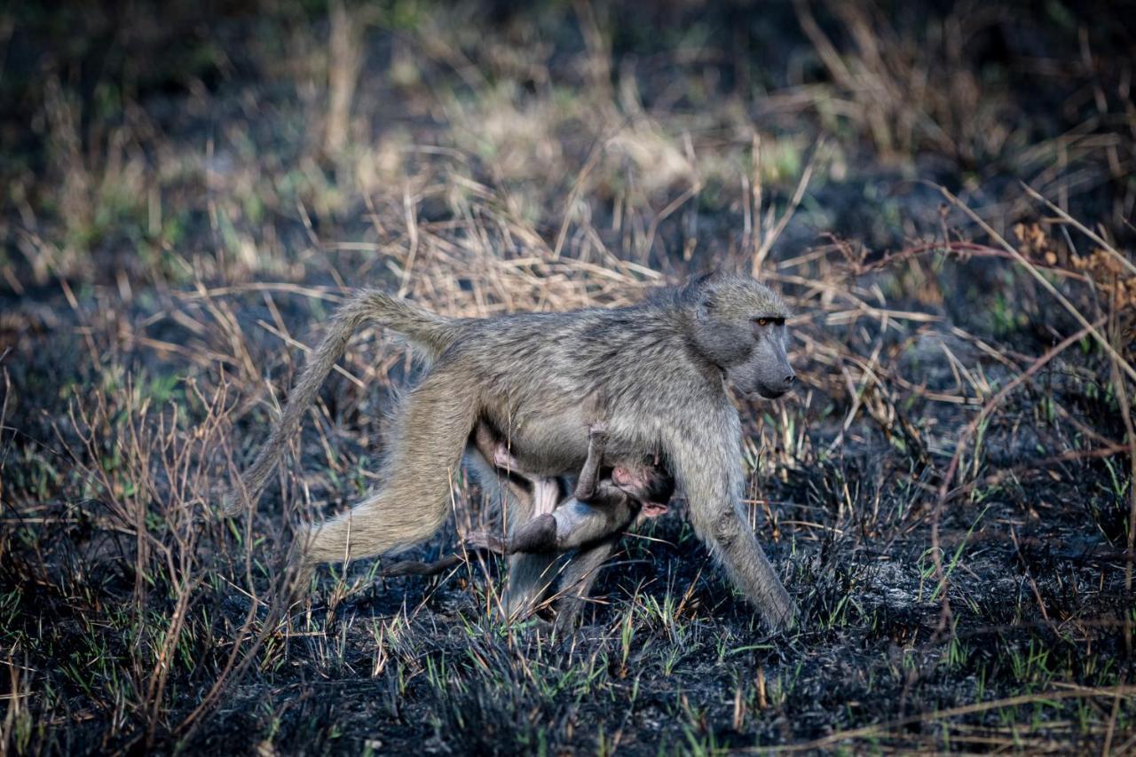Nkuhlu Tented Camp Skukuza Kültér fotó