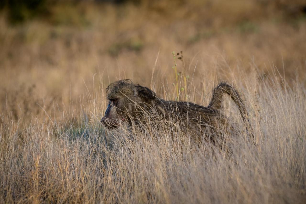Nkuhlu Tented Camp Skukuza Kültér fotó